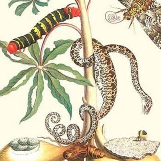 Moths and a Tree Boa by Maria Sibylla Merian