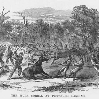 Mule Corral at Pittsburg Landing by Frank Leslie