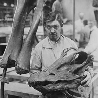 Museum Worker holds Head of a Diplodocus Skeleton