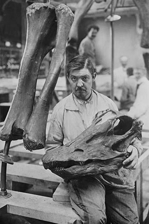 Museum Worker holds Head of a Diplodocus Skeleton