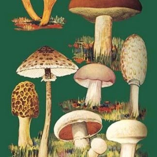 Mushrooms