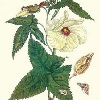 Musk Okra with Tetrio Sphinx by Maria Sibylla Merian