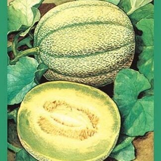 Muskmelon