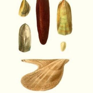 Musselshell By John Mawe