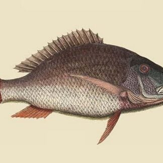 Mutton Fish by Mark Catesby