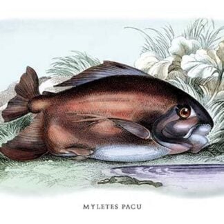 Myletes Pacu #2 by Robert H. Schomburgk