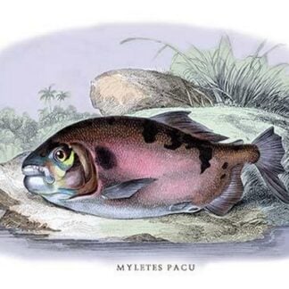 Myletes Pacu by Robert H. Schomburgk