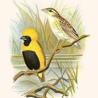 Napoleon Weaver by Frederick William Frohawk