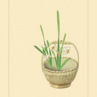 Narcissus by Sofu Teshigawara