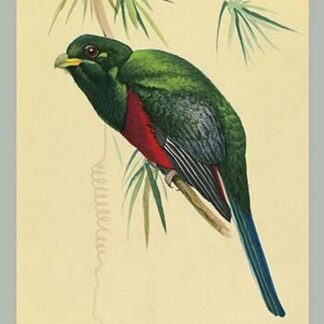 Narina Trogon by Louis Agassiz Fuertes