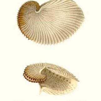 Nautilus Shell By John Mawe