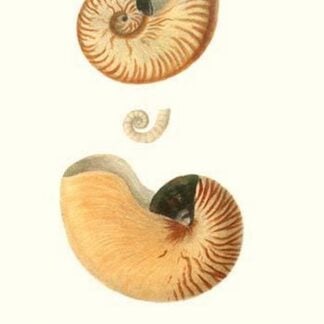 Nautilus Shell By John Mawe