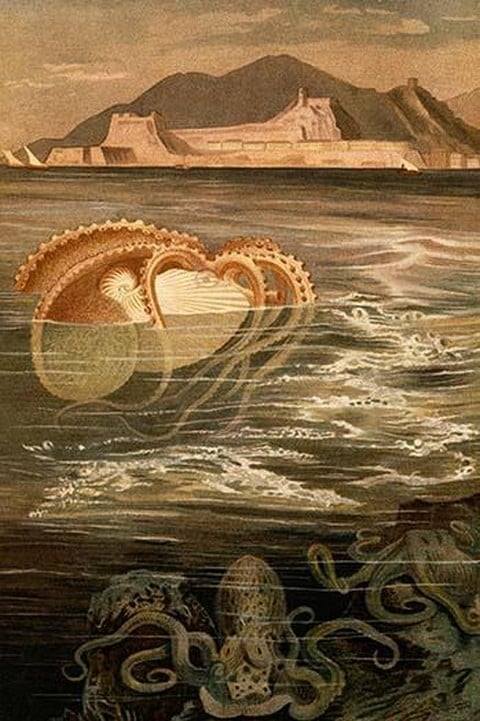 Nautilus by Friedrich Wilhelm Kuhnert