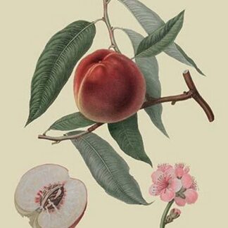 Neal's Early Purple Peach by William Hooker #2