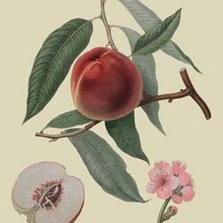 Neal's Early Purple Peach by William Hooker