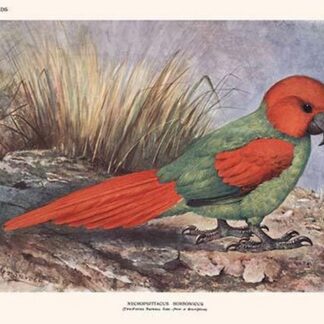 Necripsittacus Borbonicus by Lionel Walter Rothschild