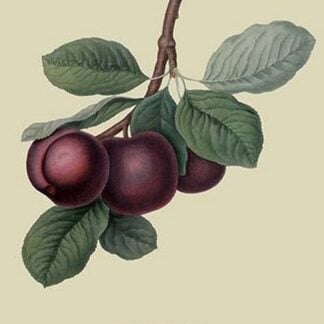 Nectarine Plum by William Hooker #2