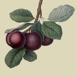 Nectarine Plum by William Hooker
