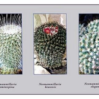 Neomammillaria Geminispina