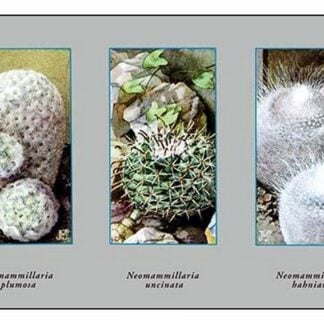 Neomammillaria Plumosa