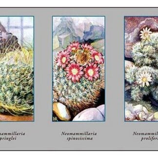 Neomammillaria Pringlei