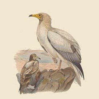 Neophron Percnopterus - Egyptian Vulture - Pharoah's Chicken - by John Gould