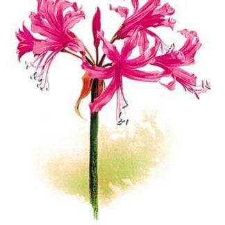Nerine Bowdeni by Henry George Moon