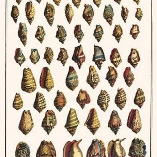 Nerite & Moon Shells by Albertus Seba