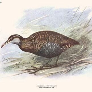 Nesolimnas Dieffenbachi by Lionel Walter Rothschild