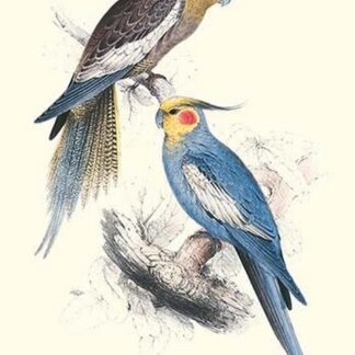 New Holland Parakeets -Nynphicus Hollandicus by Edward Lear