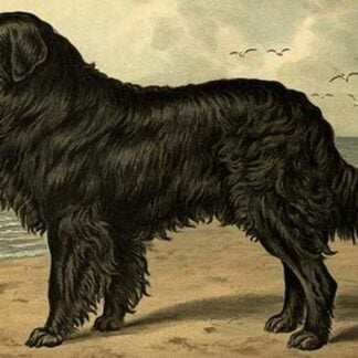 Newfoundland by Vero Shaw