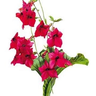 Nicotiana Sanderae by H.G. Moon