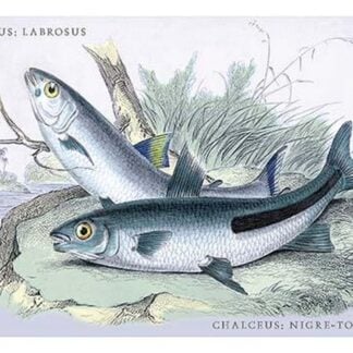 Nigre-Toeniatas and Chalceus by Robert H. Schomburgk