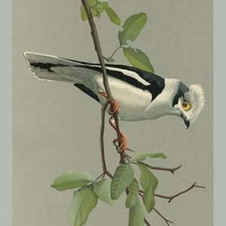 Nike Hemt Shrike by Louis Agassiz Fuertes