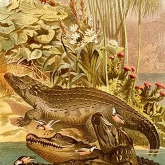 Nile Crocodile by Friedrich Wilhelm Kuhnert