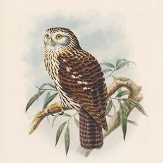 Ninox Dimorpha - Salvadori's Hawk-Owl by John Gould