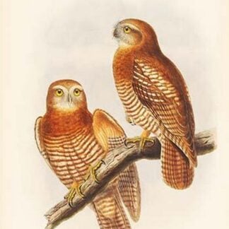Ninox Forbesi - Forbes' Hawk-Owl by John Gould