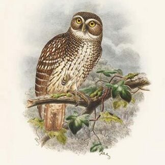 Ninox Odiosa - New Britain Hawk-Owl by John Gould