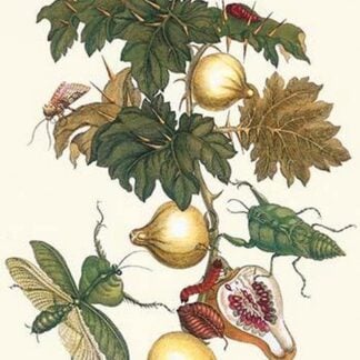 Nipple Fruit with a Leaf Mantus by Maria Sibylla Merian
