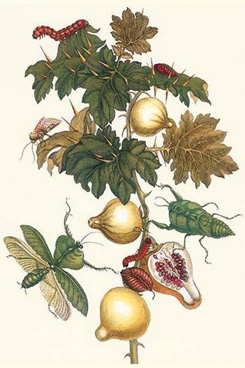 Nipple Fruit with a Leaf Mantus by Maria Sibylla Merian