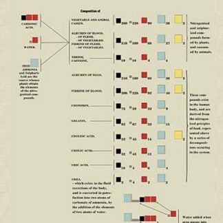 Nitrogenized and Sulphurized Principles of Food by Edward L. Youmans