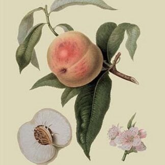 Noble Peach by William Hooker #2