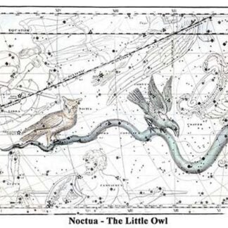 Noctua - The Little Owl by Alexander Jamieson