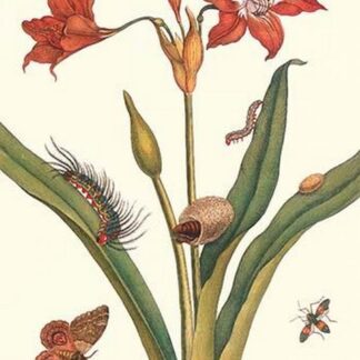 Nocturnal Moth Caterpillar on a Barbados Lilly and a Coreidae Bug by Maria Sibylla Merian