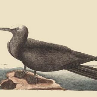 Noddy by Mark Catesby