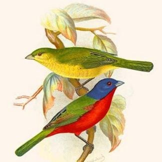 Nonpareil Bunting by Frederick William Frohawk