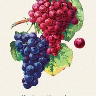 Northern Muscadine and Delaware Grapes