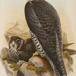Norwegian Falcon by John Gould