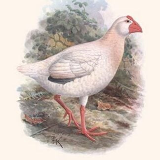 Notornis Alba by Lionel Walter Rothschild