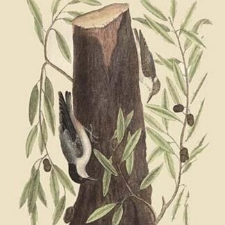 Nuthatch by Mark Catesby